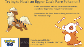 Facebook graba iniciativa de refugio de animales con Pokémon