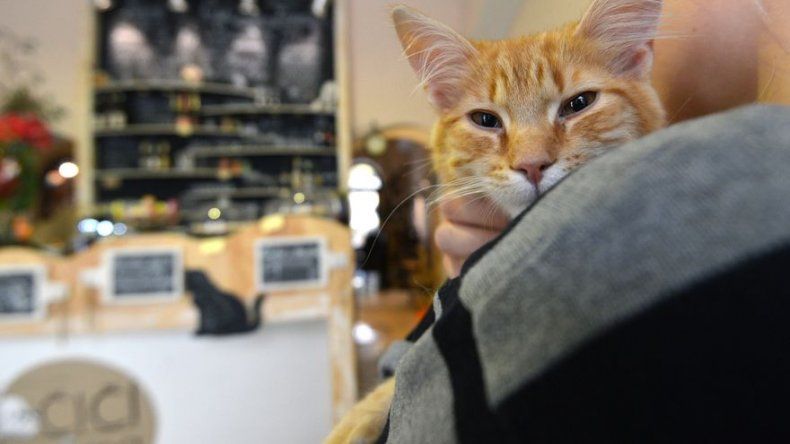 Gata enviada por correo postal sobrevive 8 días en una caja