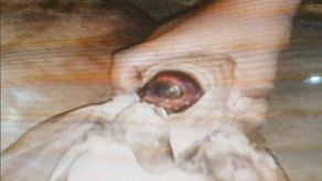 Nace un ternero con un solo ojo en Veraguas