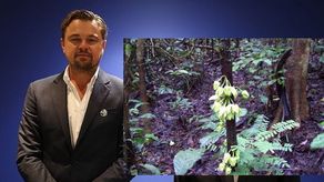 El árbol fue nombrado ﻿Uvariopsis Dicaprio en homenaje a Leonardo DiCaprio.