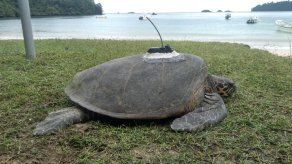 Se han colocado ocho transmisores satelitales para dar seguimiento a las rutas y movimientos migratorios de las tortugas.