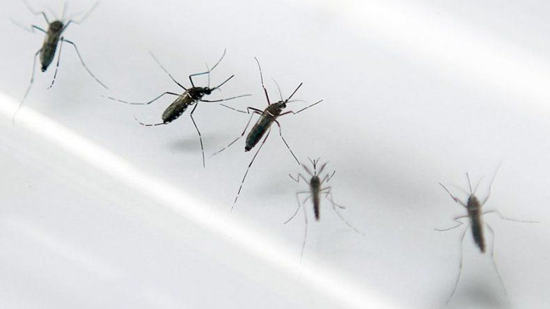 Lanzan campaña nacional del Día D contra proliferación del mosquito Aedes Aegypti