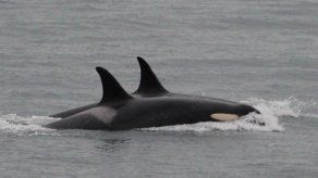 Orca finalmente deja ir el cadáver de su cría