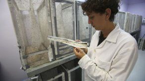 Panamá evalúa introducir mosquitos transgénicos para combatir zika