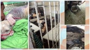 Fundación San Francisco de Asís revela caso de acumulación de perros