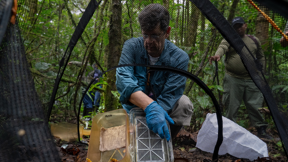Las ranas pasaron inicialmente 12 semanas en los mesocosmos. Las ranas pasaron inicialmente 12 semanas en los mesocosmos.