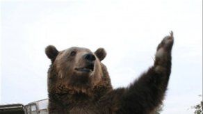 Oso negro combate el tráfico de marihuana