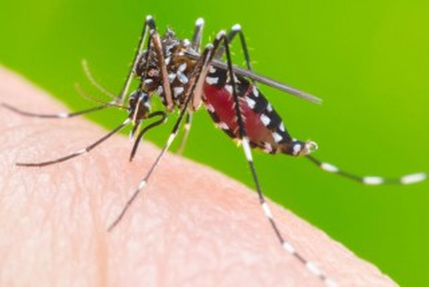 Mosquito transmisor del Dengue 