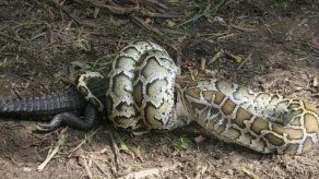 Una serpiente pitón se come a un cocodrilo en Australia