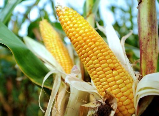Productores preocupados por venta de maíz importado