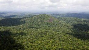 Brasil: Expedición en Amazonía busca dos primates en vías de extinción