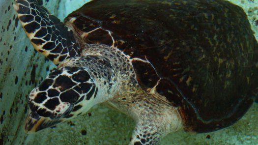 MiAmbiente confirma primer registro de anidación de tortuga carey.