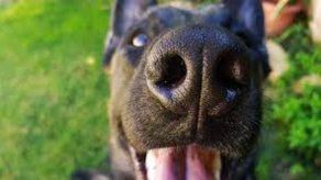 ¿Sabías que el olfato del perro es más desarrollado que el del ser humano?