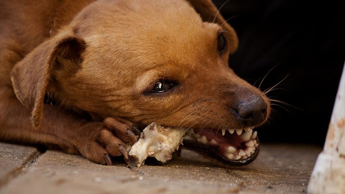 Mi perro ha comido huesos de pollo, ¿Qué síntomas debo vigilar?