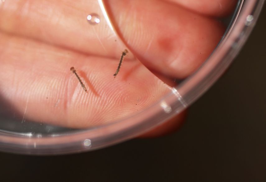 La fiebre amarilla está clasificada como una enfermedad hemorrágica causada por un virus transmitido por mosquitos.