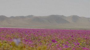 Chile crea parque nacional en desierto de Atacama para proteger fenómeno de floración