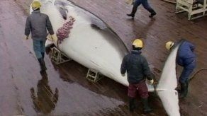 Japón no descarta seguir en el futuro con la caza de ballenas en el Antártico