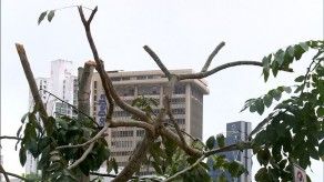 Surgen críticas por poda de árboles en la vía España