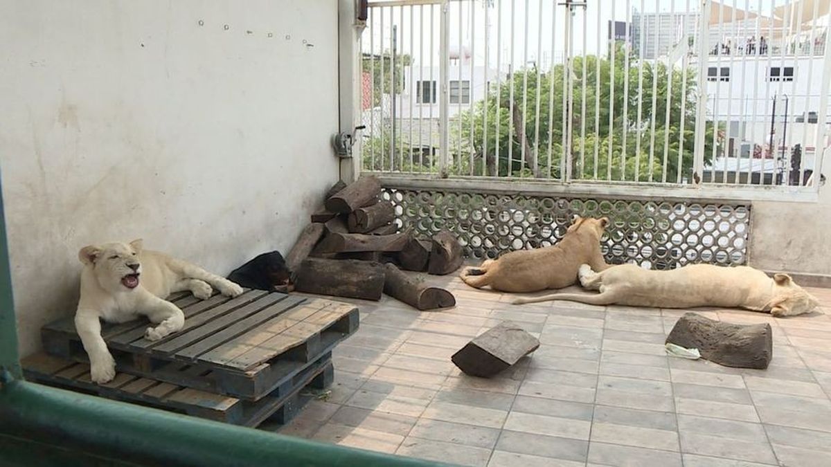 Leones como mascotas en Ciudad de México