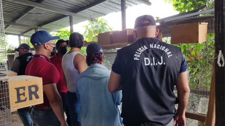 MiAmbiente informó que las aves exóticas se encuentran en buen estado de salud.