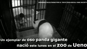 Nace un panda en un zoo de Japón