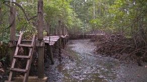 TR Verde: Bosques de manglares