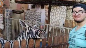 Zoo egipcio en problemas por pintar burras como cebras