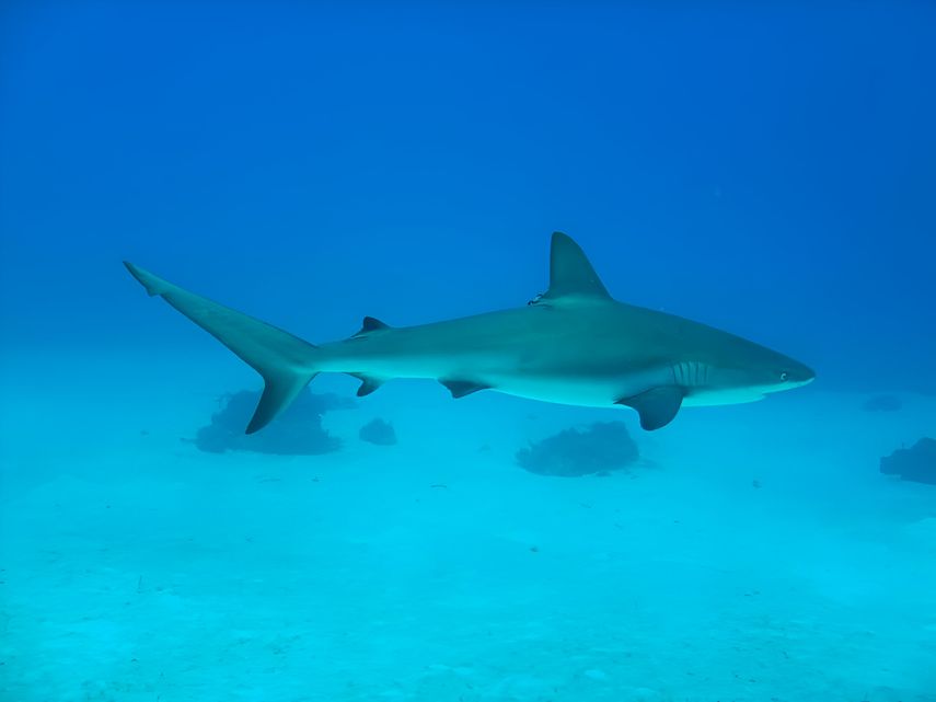 Tiburón de arrecife del Caribe. Tiburón de arrecife del Caribe.