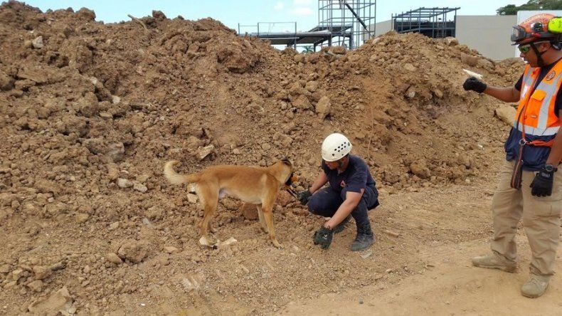 Perros realizan pruebas para convertirse en rescatistas