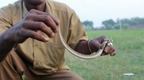 La tribu de cazadores de serpientes que salva vidas en India