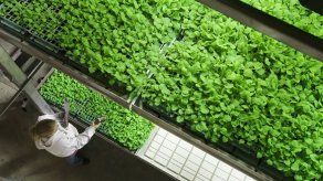 Ebola: fármaco experimental da resultado alentador