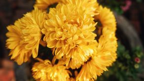 Flores amarillas ¿Por qué se regalan cada 21 de septiembre?