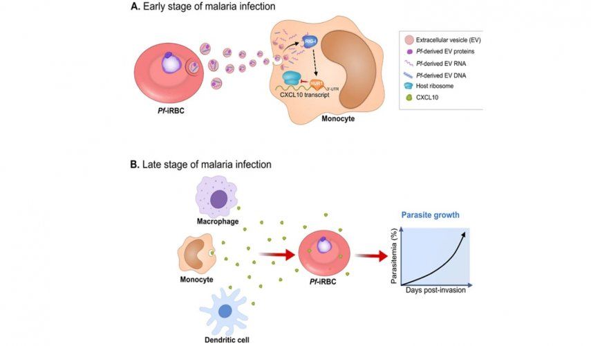 La infección con Plasmodium falciparum