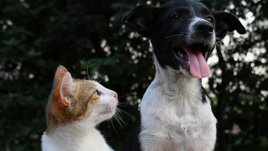 El abandono animal se penaliza