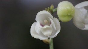 Las Minas de Herrera exaltará la belleza de la Flor del Espíritu Santo