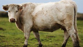 Una vaca obliga a desviar vuelos internacionales de aeropuerto de la India