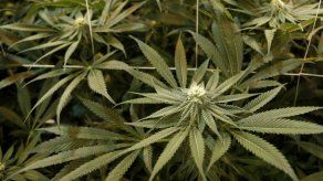 Nueva Jersey considera legalizar marihuana recreativa