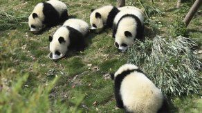 China: 10 arrestados por matar oso panda y vender sus partes