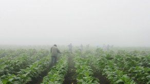 Resaltan trabajo infantil en cultivos de tabaco