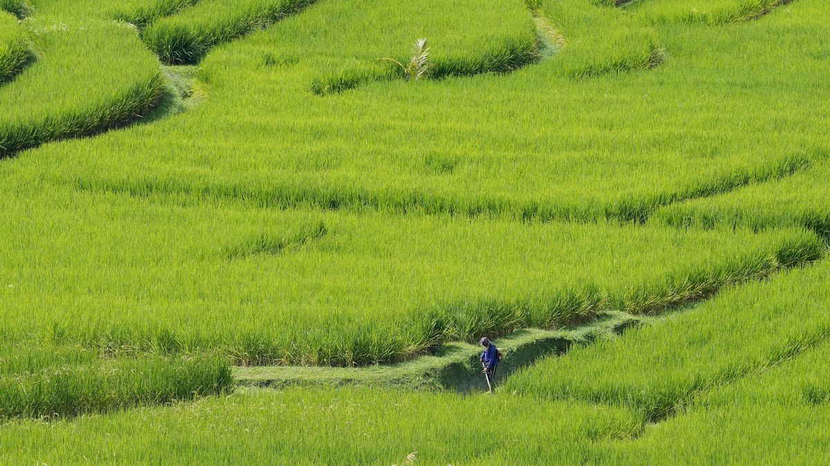 El terrible impacto de la crisis del agua es palpable en la provincia de Jatiluwih, en el noroeste de Bali.