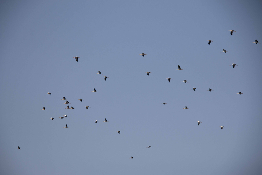 Aeronáutica Civil alerta sobre migración de aves desde septiembre