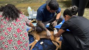 MiAmbiente captura a un coyote en Pedro Miguel y lo traslada para su recuperación MiAmbiente captura a un coyote en Pedro Miguel y lo traslada para su recuperación
