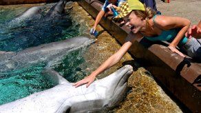SeaWorld ya no permitirá que visitantes alimenten a delfines