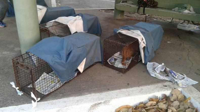 Realizan 3era jornada de captura y esterilización de los gatos en la UP