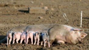 Porcinocultores reciben capacitación sobre peste porcina Porcinocultores reciben capacitación sobre peste porcina