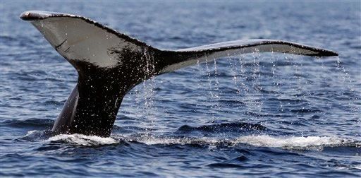 EEUU no apoya caza de ballenas con fines científicos