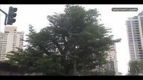 El árbol de corotú más longevo de Bella Vista ya no será talado