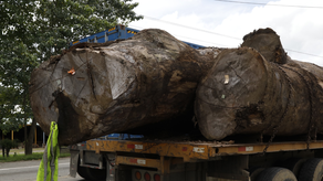 MiAMBIENTE regula el transporte de madera MiAMBIENTE regula el transporte de madera