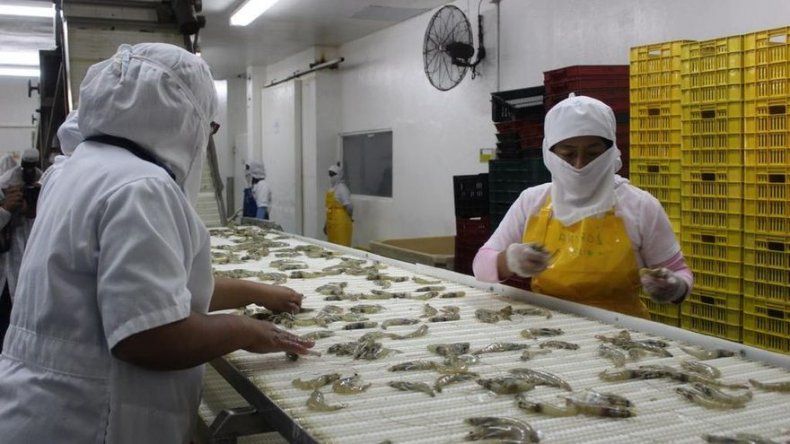 Empresa realiza primer envío de 45,000 libras de camarón a EE.UU. bajo sello Panamá Exporta