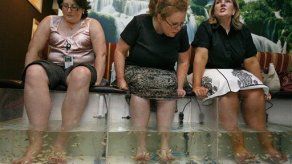 Peces para embellecer los pies causan sensación